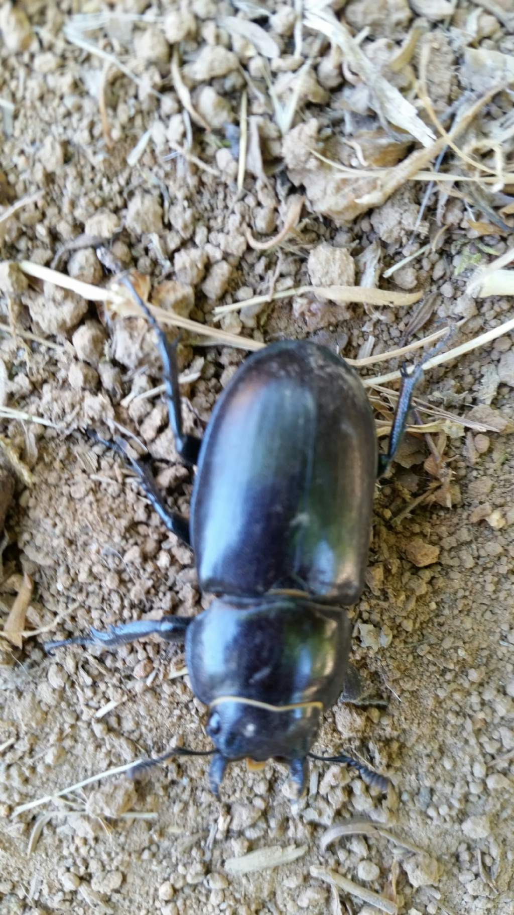 Lucanus tetraodon, femmina (Lucanidae)